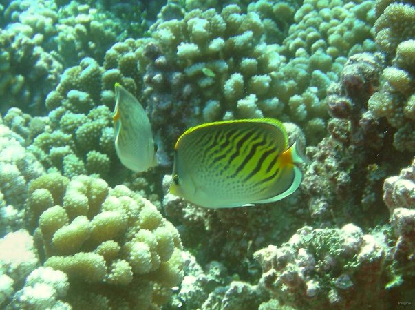33- Poisson-papillon a points-tirets 
